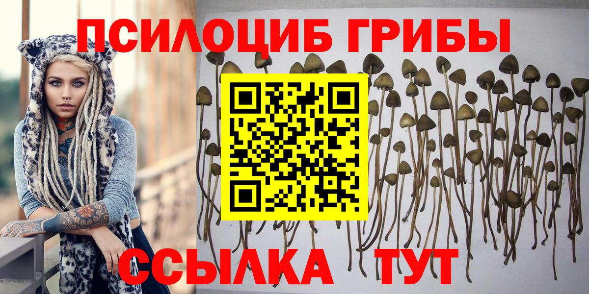 Псилоцибиновые грибы GOLDEN TEACHER Шатура