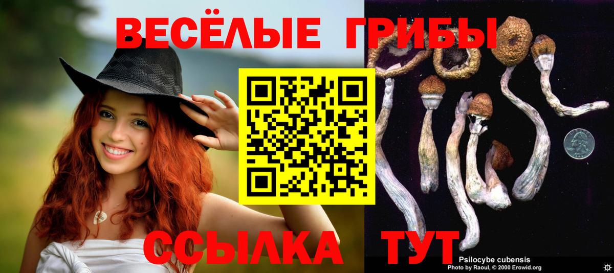 Шатура  Псилоцибиновые грибы Cubensis  Вход с VPN 
